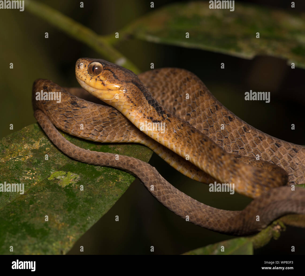 Gekielt Slug - Essen Schlange (Pareas carinatus) in einem Baum im Regenwald auf Phuket, Thailand. Stockfoto