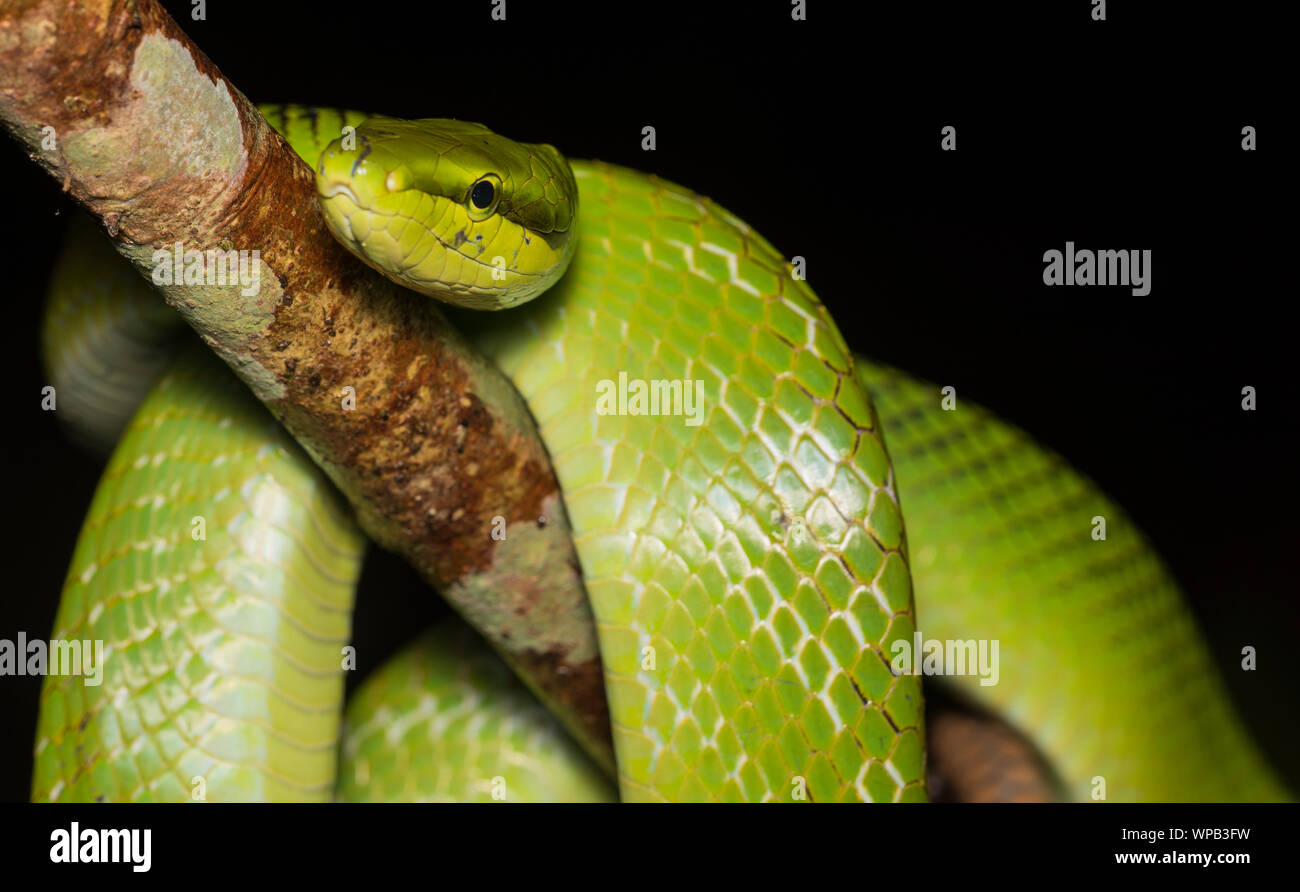 Red-Tailed Racer (Gonyosoma oxycephalum) um einen Ast im Dschungel der Kaeng Krachan NP Thailand gewickelt. Stockfoto