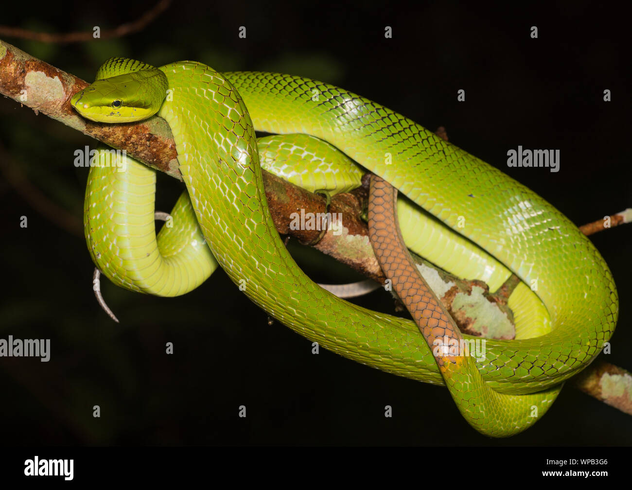 Red-Tailed Racer (Gonyosoma oxycephalum) um einen Ast im Dschungel der Kaeng Krachan NP Thailand gewickelt. Stockfoto