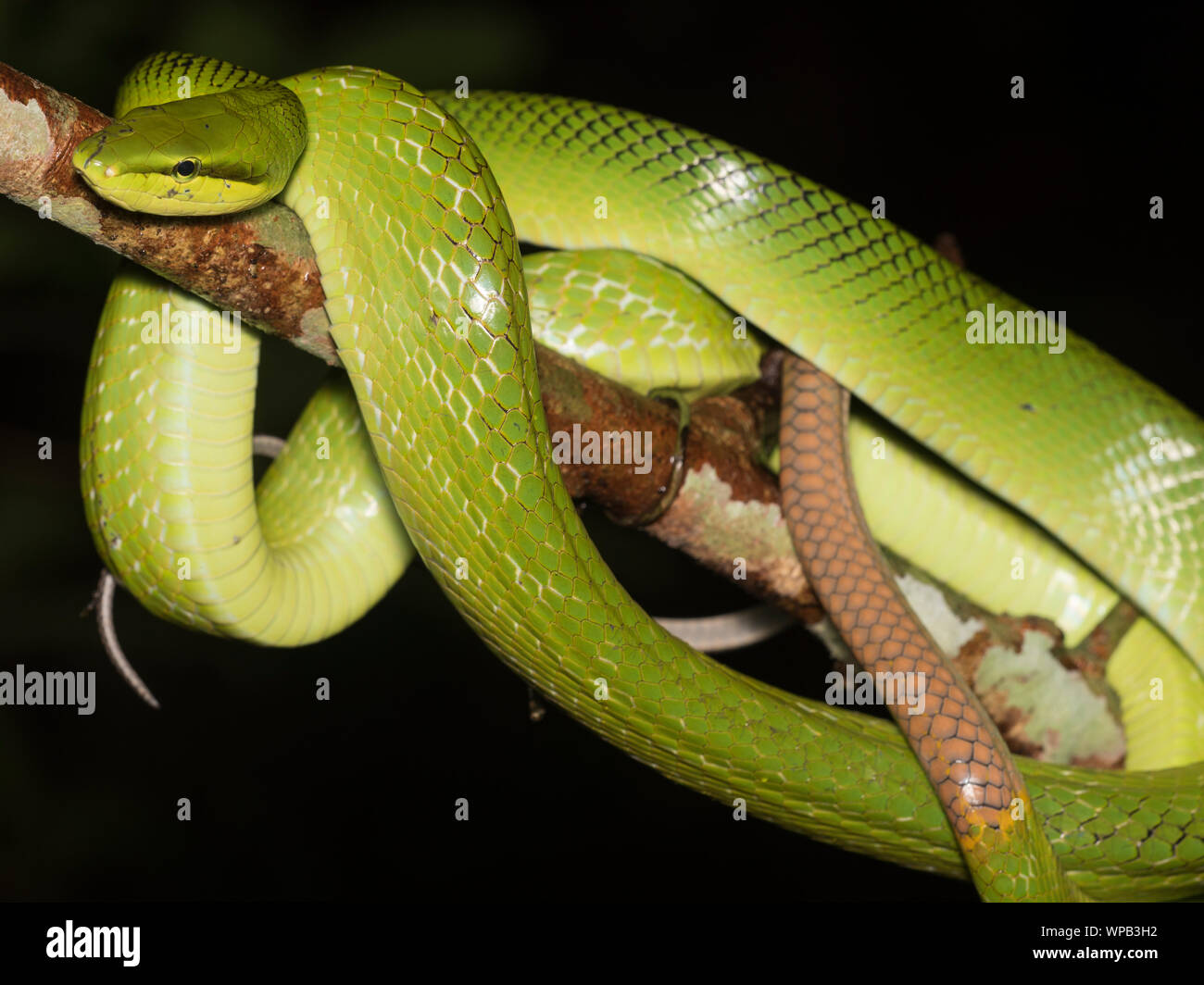 Red-Tailed Racer (Gonyosoma oxycephalum) um einen Ast im Dschungel der Kaeng Krachan NP Thailand gewickelt. Stockfoto