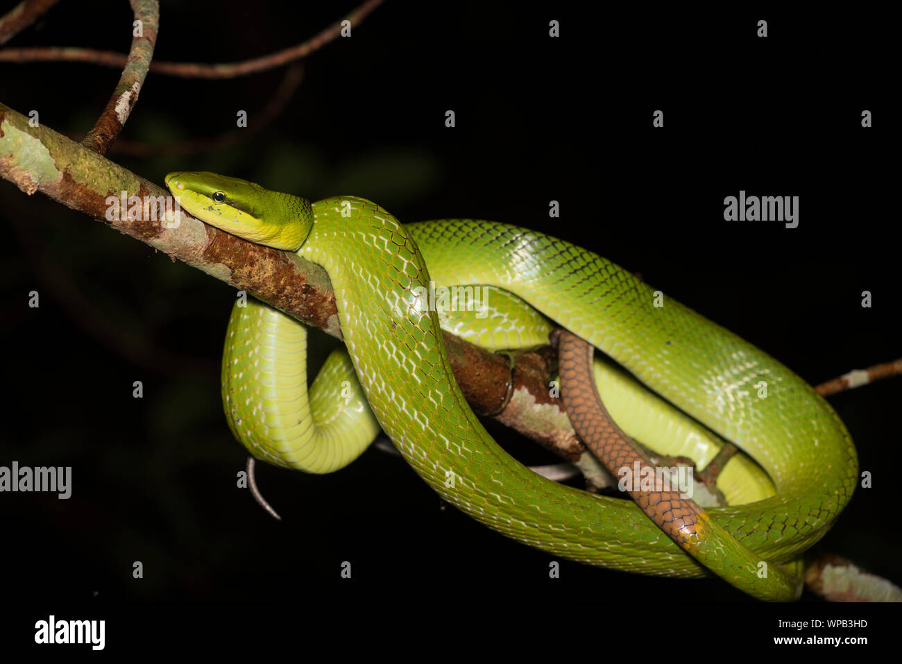 Red-Tailed Racer (Gonyosoma oxycephalum) um einen Ast im Dschungel der Kaeng Krachan NP Thailand gewickelt. Stockfoto