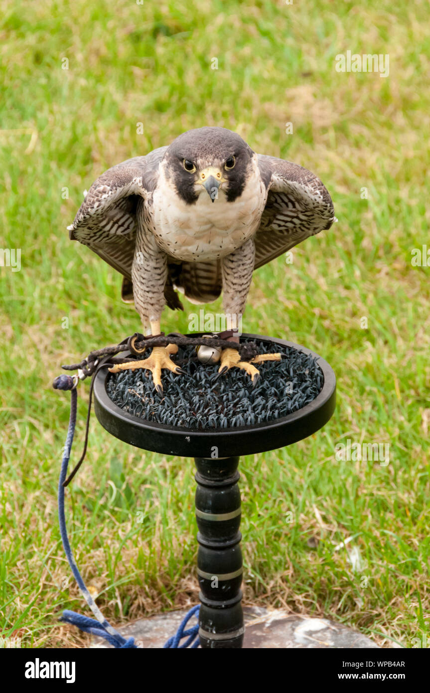 Sandringham, Norfolk, Großbritannien. 08.September 2019. Die 2019 Sandringham Spiel & Country Fair gehalten auf dem Sandringham Estate. Bild zeigt eine Peregrine an der Falknerei. Urban Images-News/Alamy Stockfoto