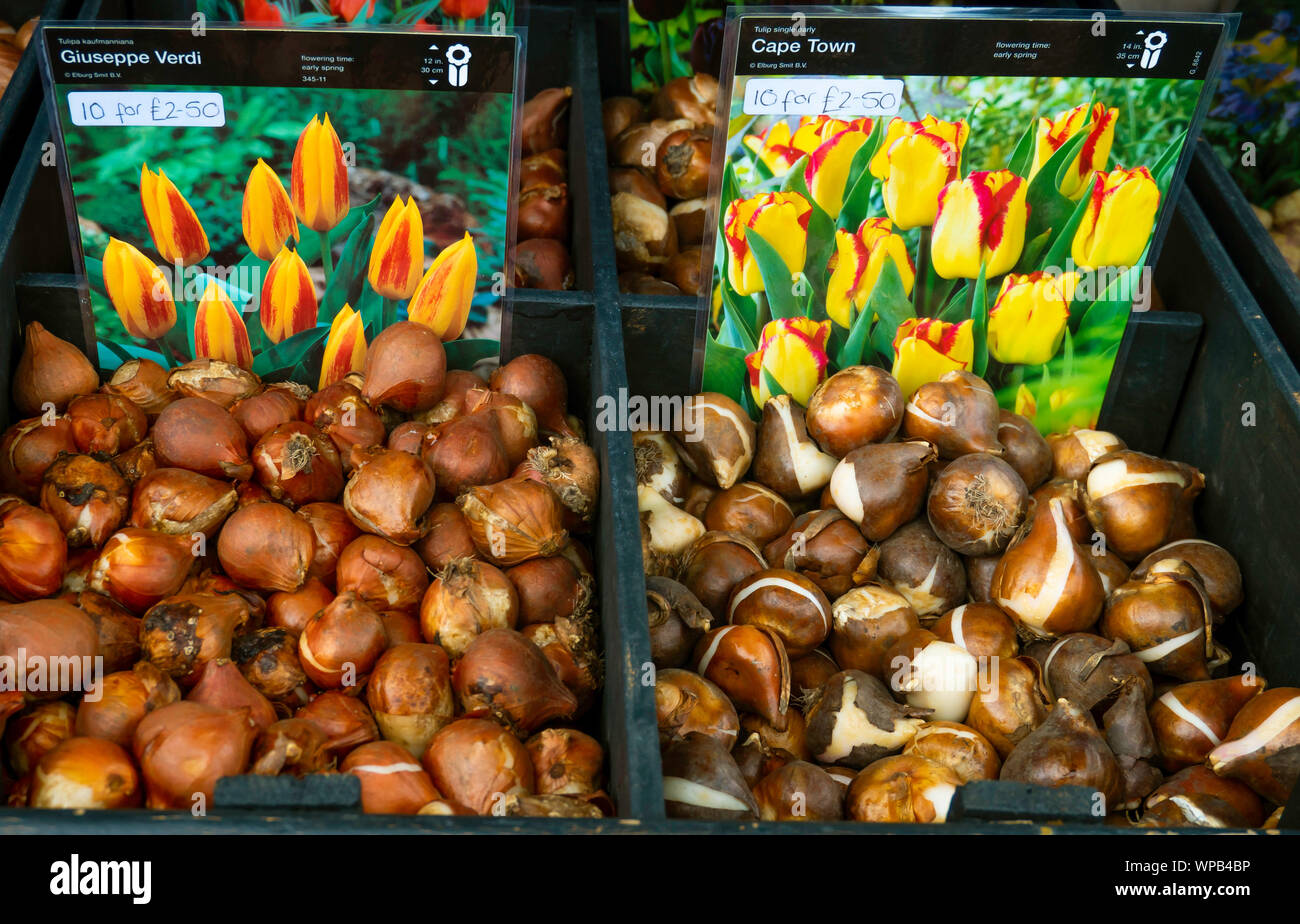 Anzeige von Tulpenzwiebeln für Herbst Blumen Pflanzen im nächsten Frühjahr Preis 10 für 2,50 £ in North Yorkshire Sorten Guiseppe Verdi und Kapstadt zu geben Stockfoto