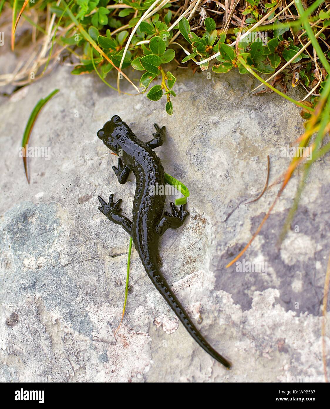 Der alpensalamander Salamandra atra im Gras, hoch in den Bergen Stockfoto