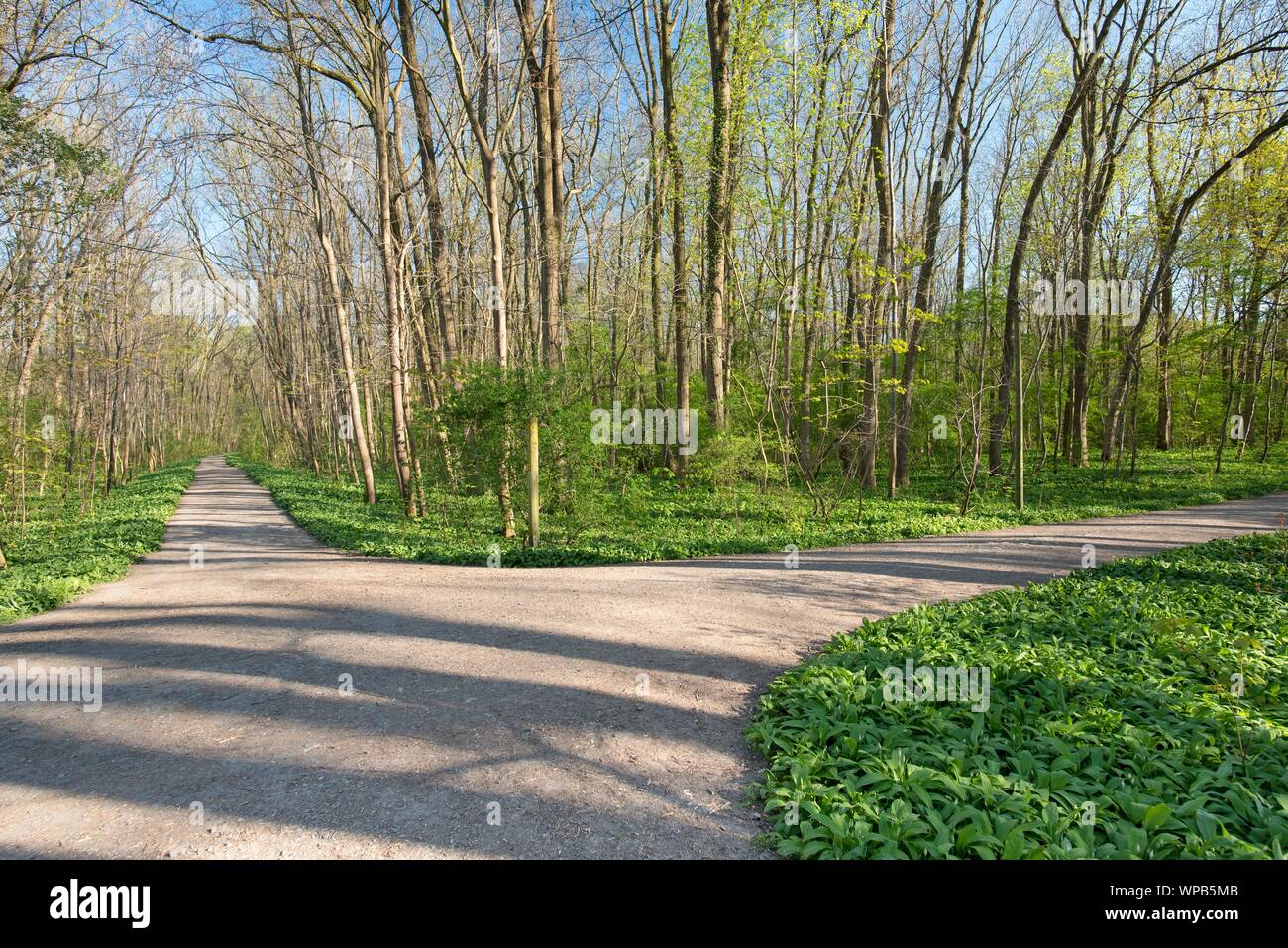 Reif Bärlauch Felder im Frühling im Wald Stockfoto