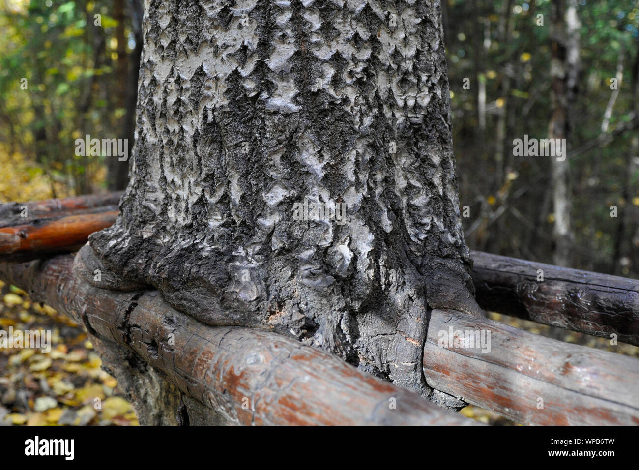 Baumbank aus Holz, von der Natur überholt und in Baum eingebettet Stockfoto