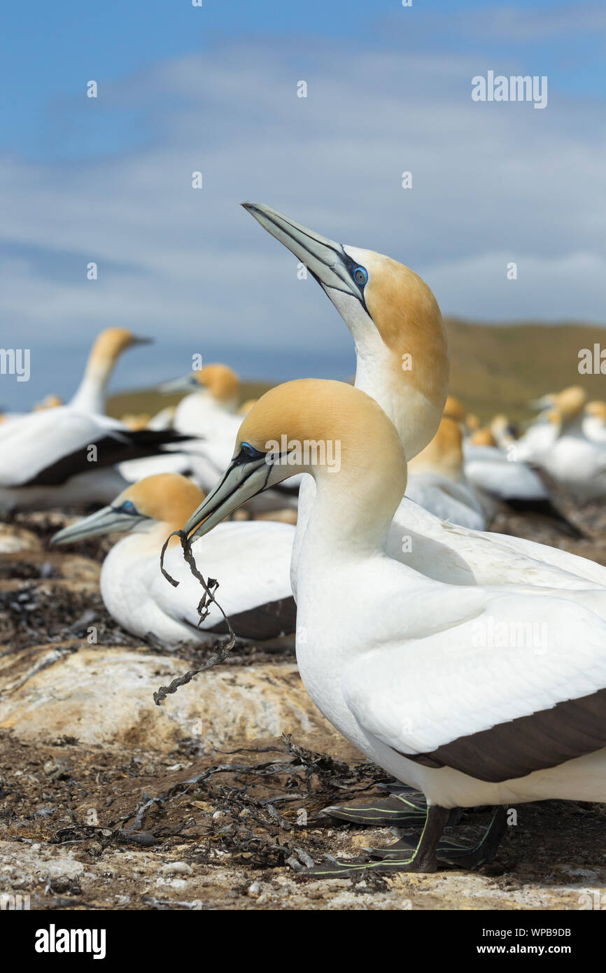 Australasian gannet Morus serrator, Erwachsene, in der Kolonie, Cape Kidnapper, Neuseeland, November Stockfoto