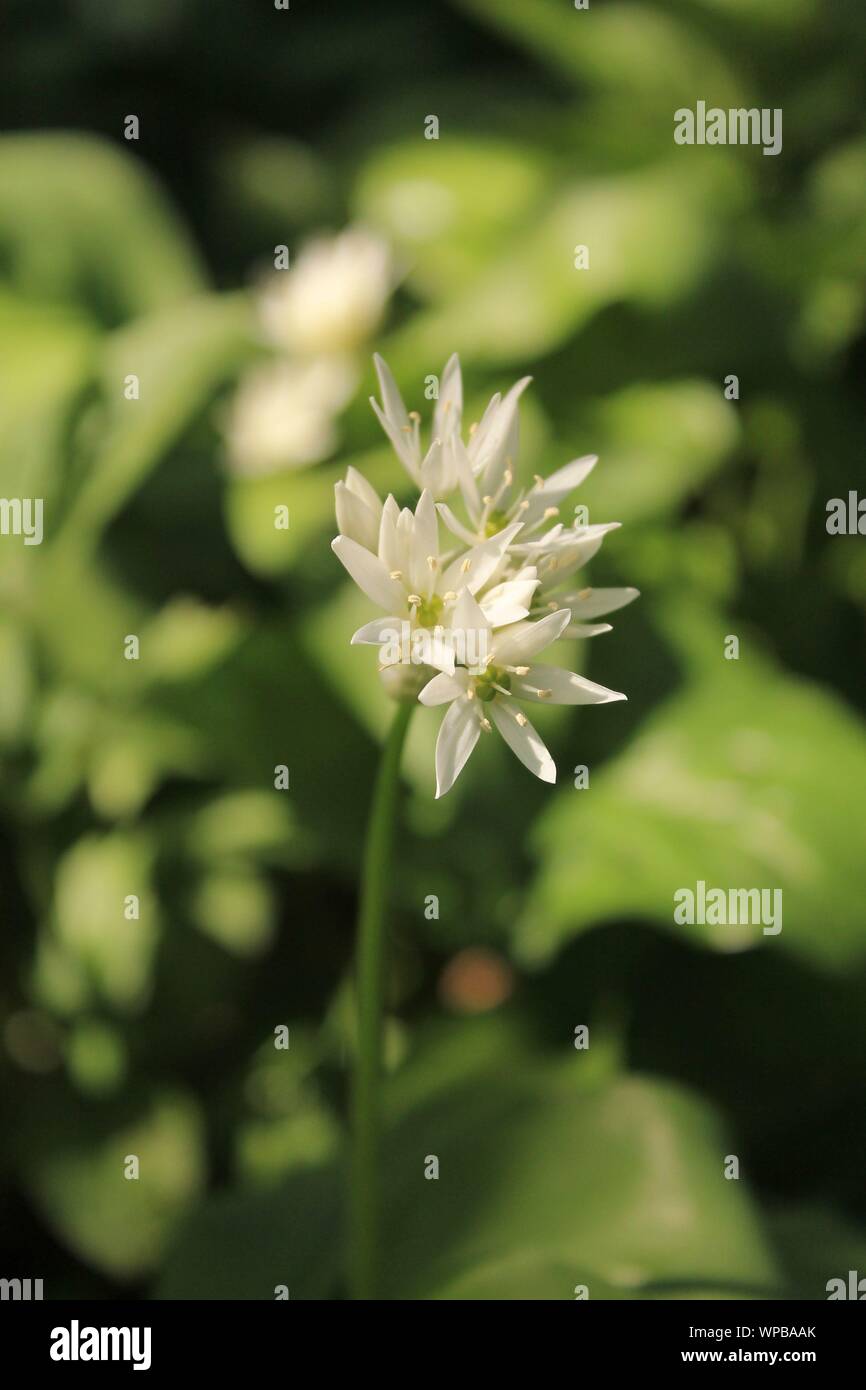 Weiße Blüten von Bärlauch (Allium ursinum) Stockfoto