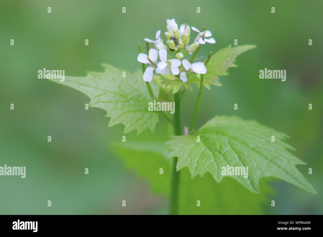 Nahaufnahme von Knoblauchsenf (Alliaria petiolata) Blüten Stockfoto