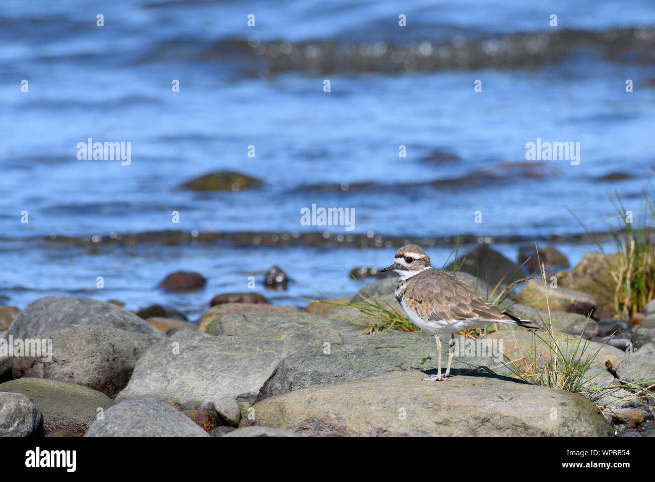 Ein Killdeer am Ufer des Comox Hafen Stockfoto