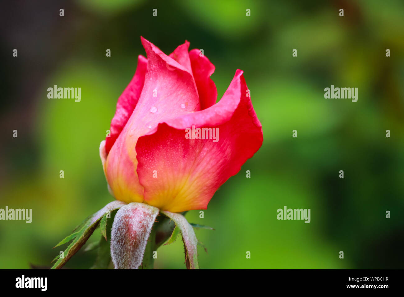 Rosa 'Beauty'-Hybrid Tea Rose Stockfoto