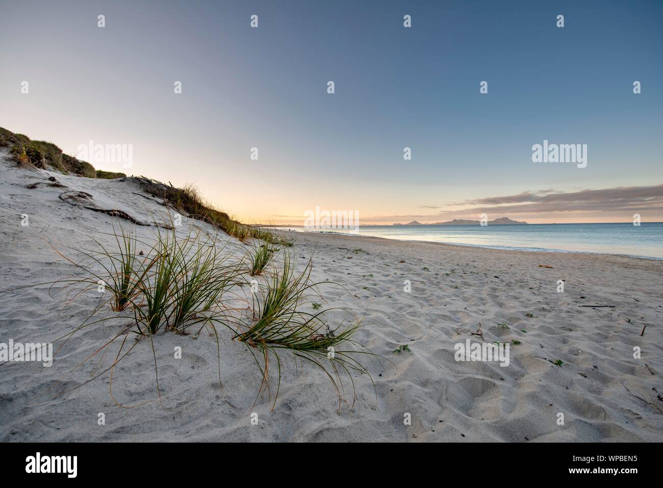 Gräser in den Sand, waipu Strand bei Sonnenuntergang, waipu Cove, Northland, Neuseeland Stockfoto
