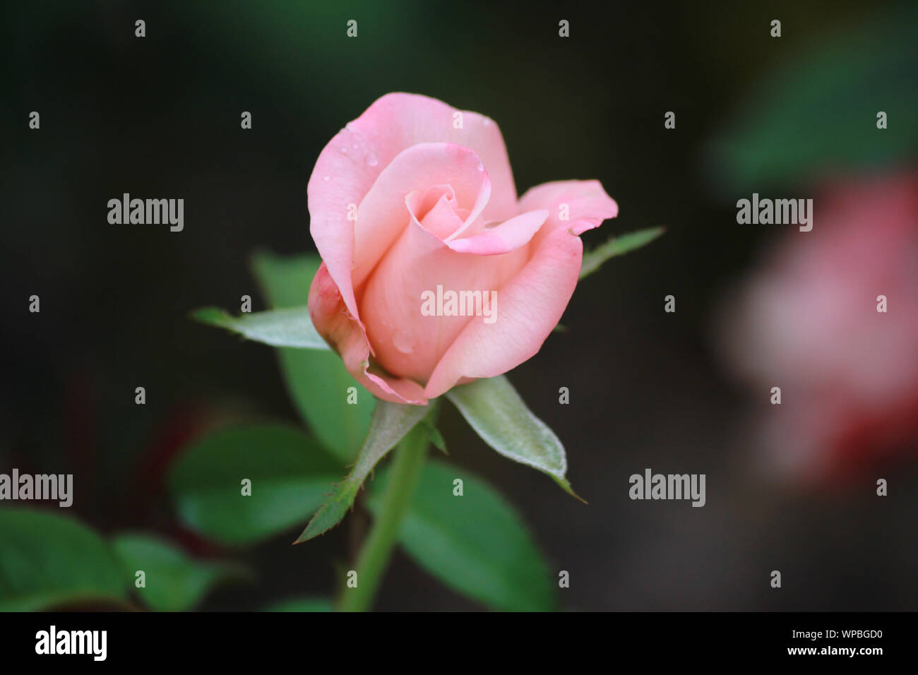 Hybrid Tea Rose Rosa 'Pink Versprechen" Stockfoto