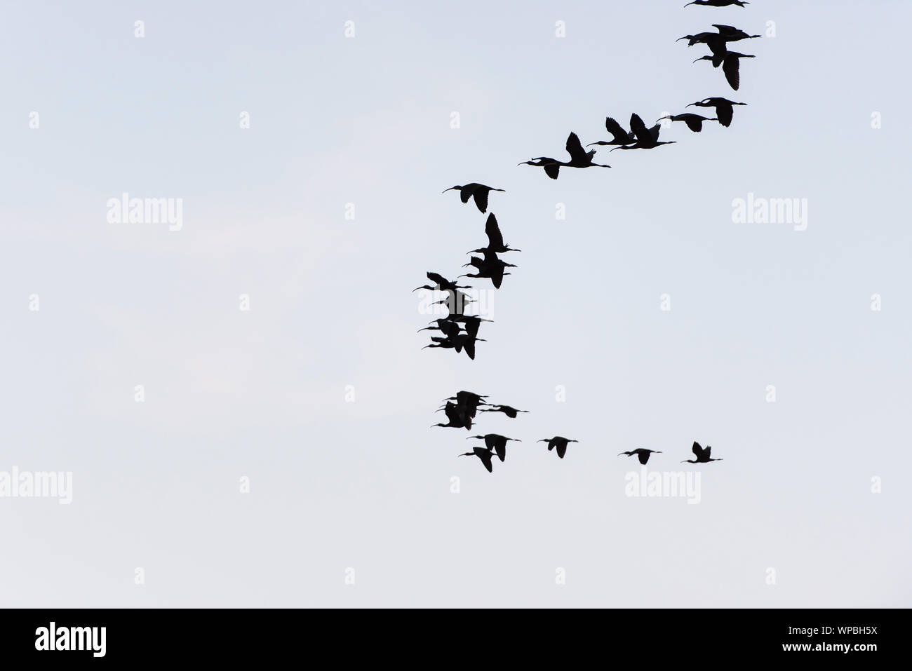 Gruppe der Zugvögel im Herbst in der Dämmerung fliegen Stockfoto