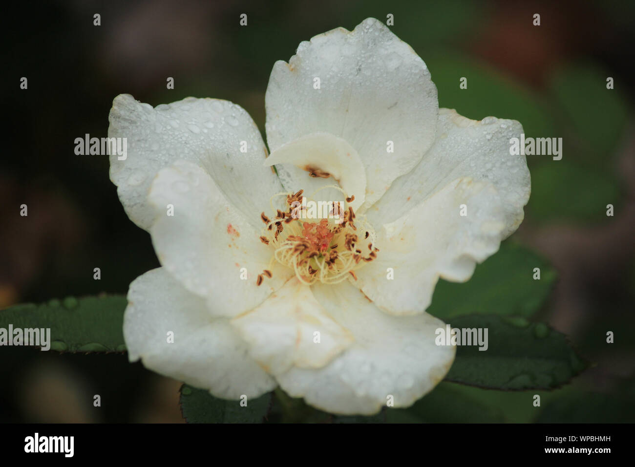 Rosa "Rambling Rector" Stockfoto