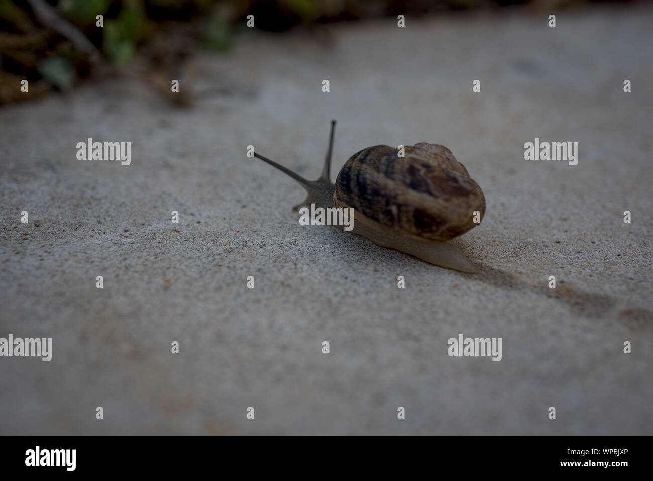 Schnecke langsam zu Ihrem Ziel Stockfoto