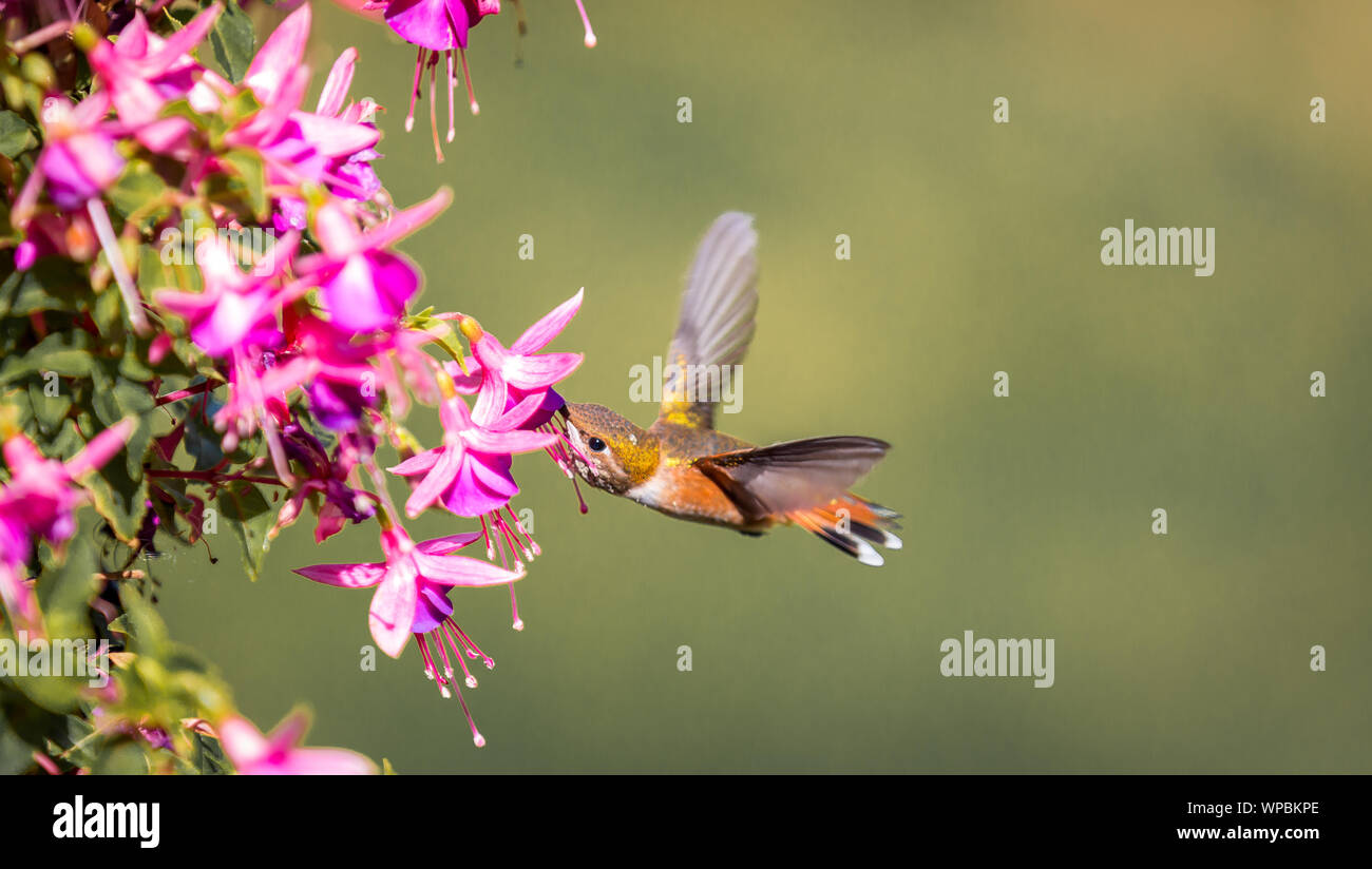 Eine Anna's Kolibri Calypte anna' sips Nektar aus dem schönen fuchsia Blüten in Victoria British Columbia Kanada. Stockfoto