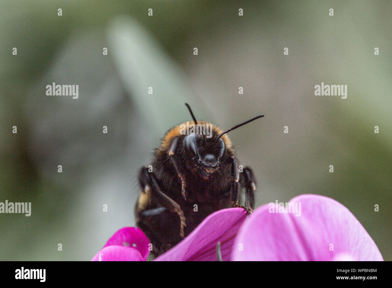 Sommer Vibes mit bumble bee sitzen auf Lila Blume Stockfoto