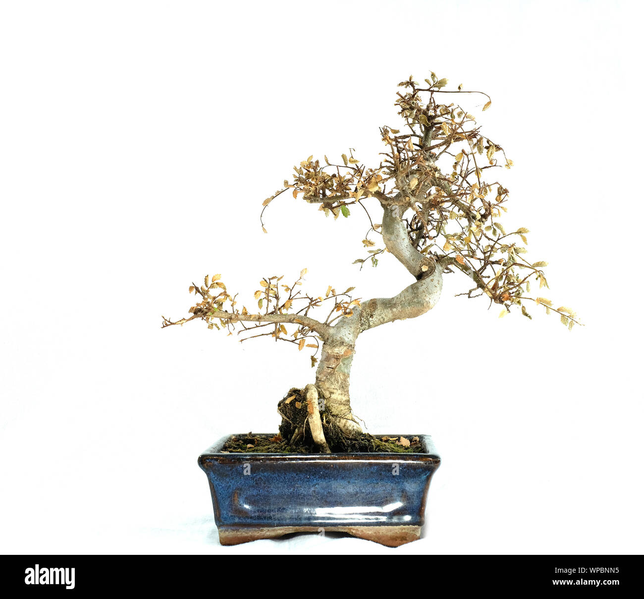 Toter bonsai baum -Fotos und -Bildmaterial in hoher Auflsung  Alamy