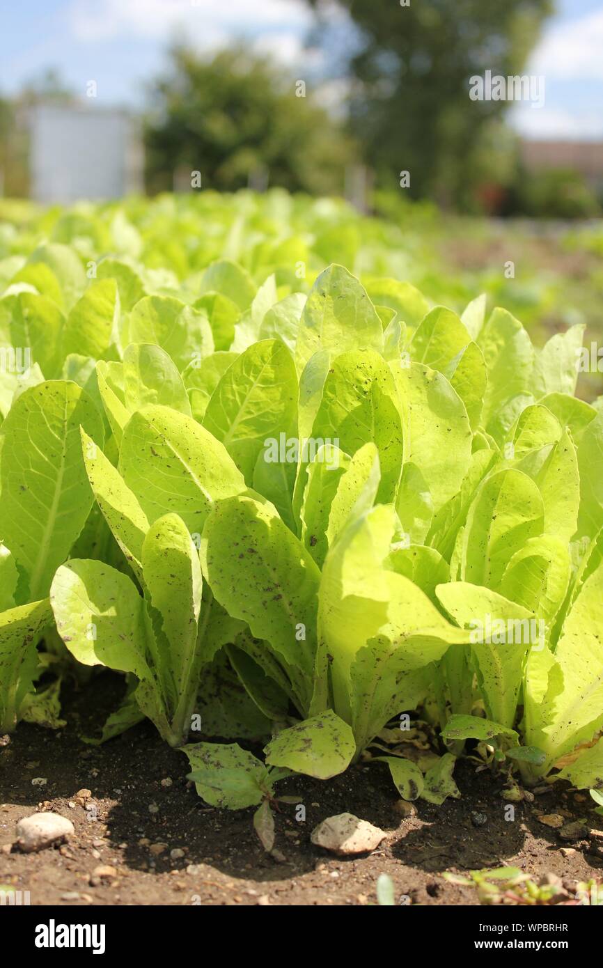 Farm Fresh baby Salat produzieren auf der lokalen Gemeinschaft Garten wachsen. Stockfoto