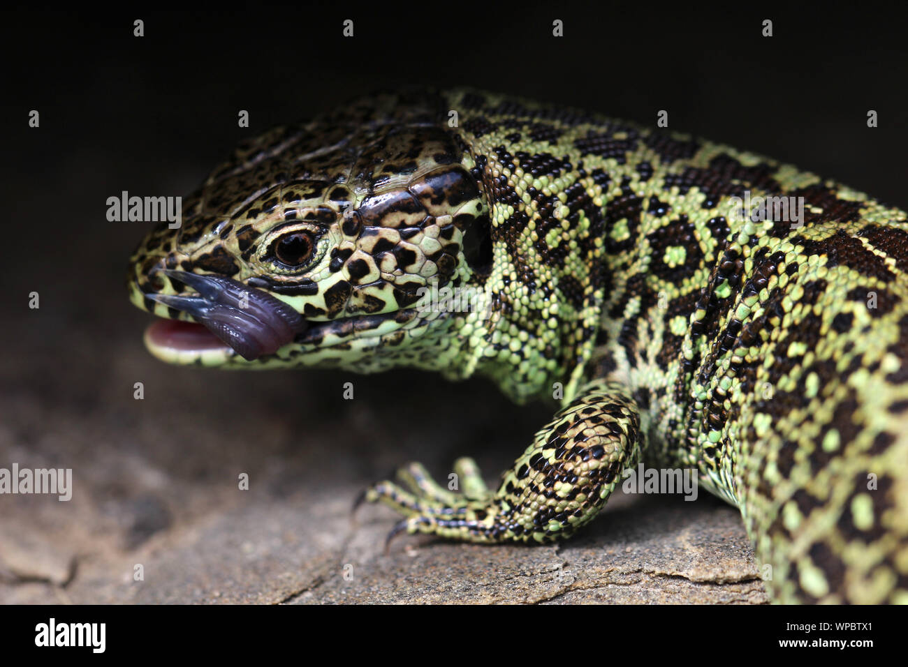 Ein sehr hungrig Sand lizard Stockfoto