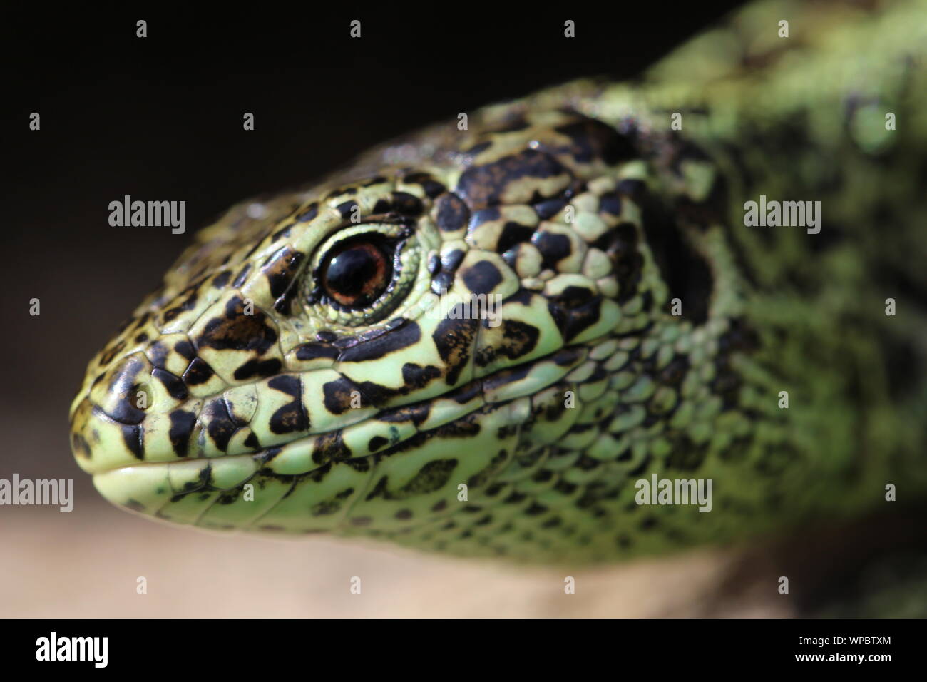 In der Nähe von Sand lizard Stockfoto