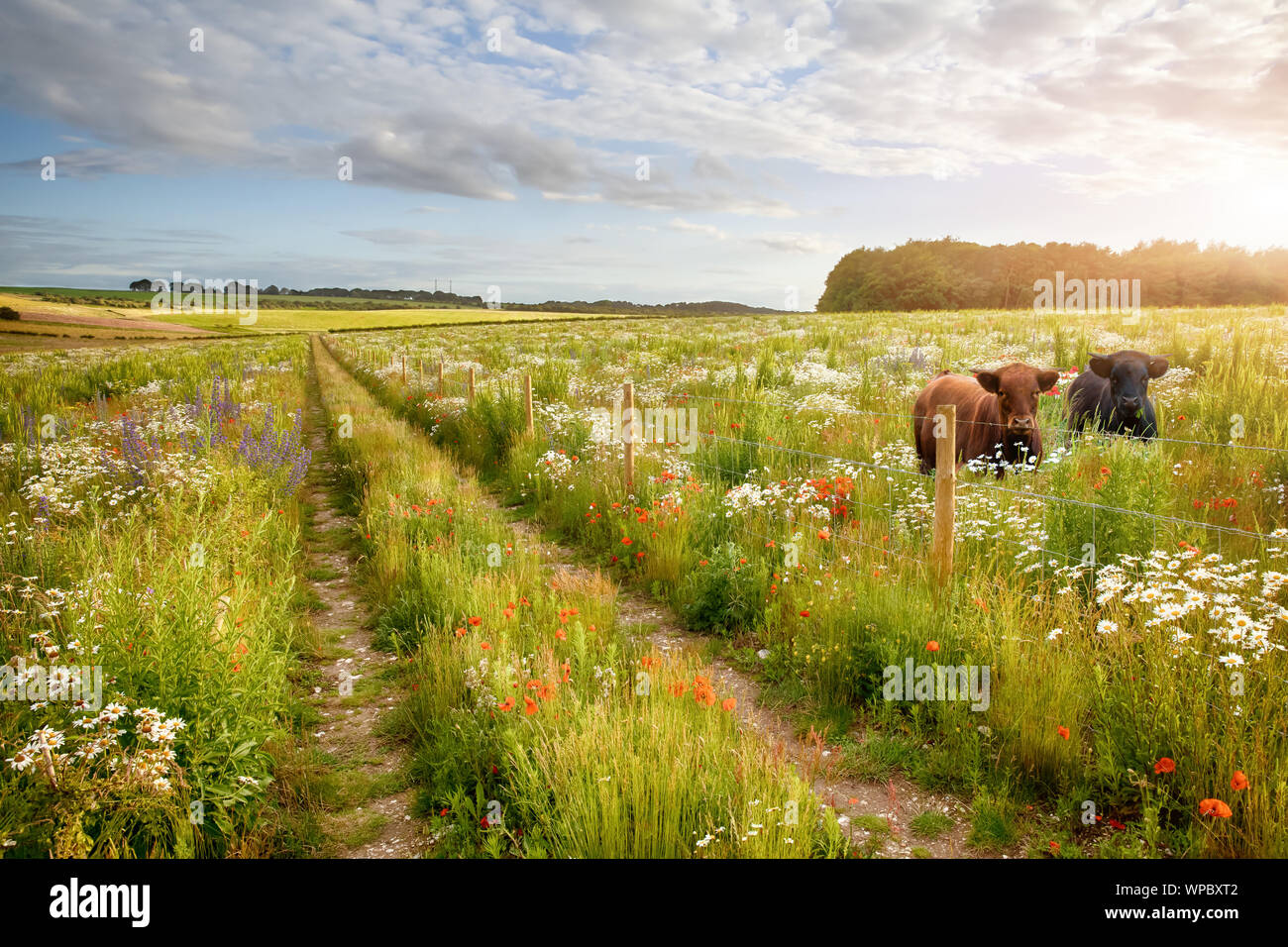 Wilde Blumenwiese mit zwei schönen Kühe und einen Track und Stacheldrahtzaun. Natürliche Landschaft mit wunderschönen Blüten in langen Gras. Blauer Himmel und Clo Stockfoto