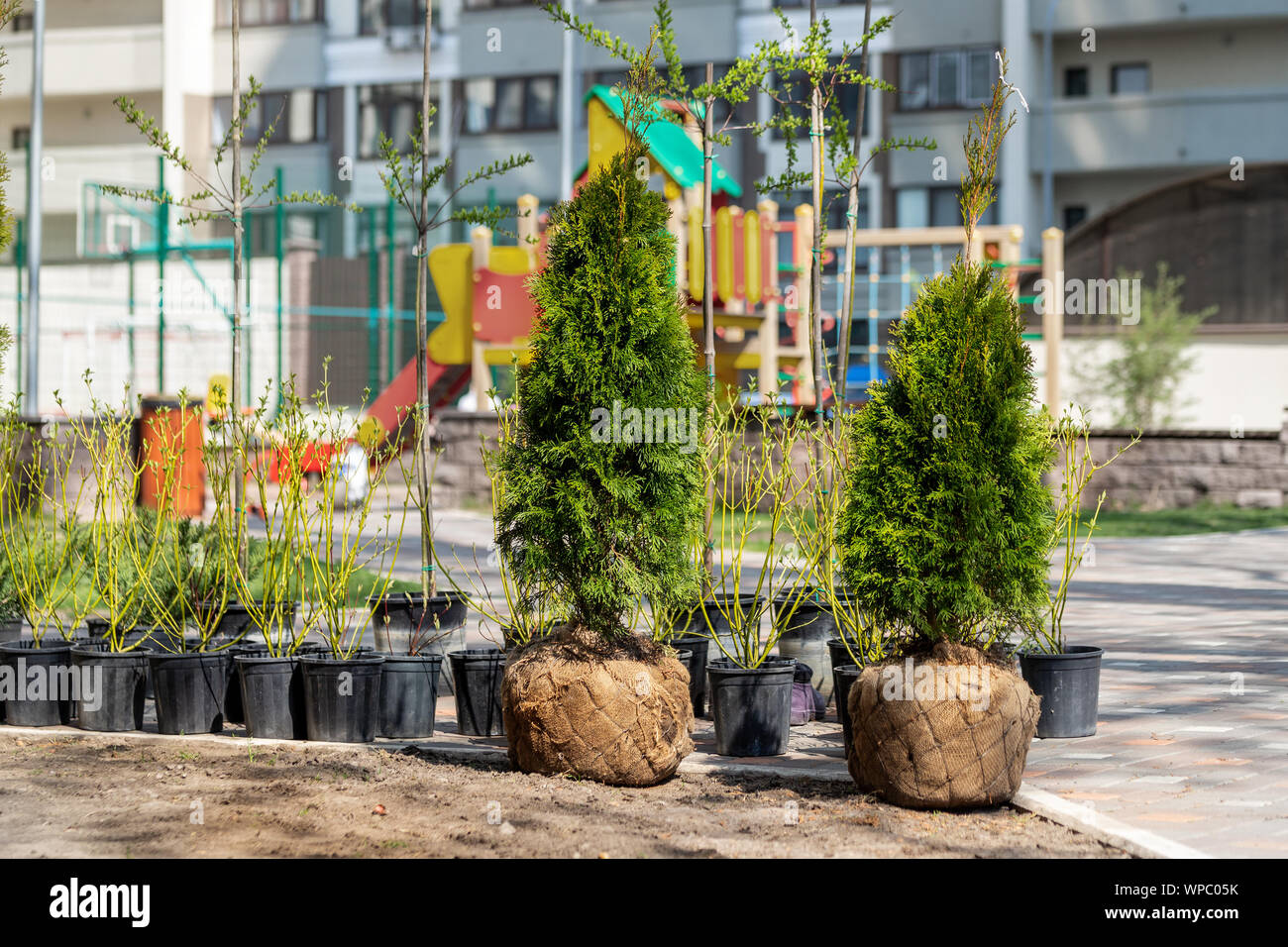 Baumpflanzung Die Das Umpflanzen Pflanzt Stockfotos