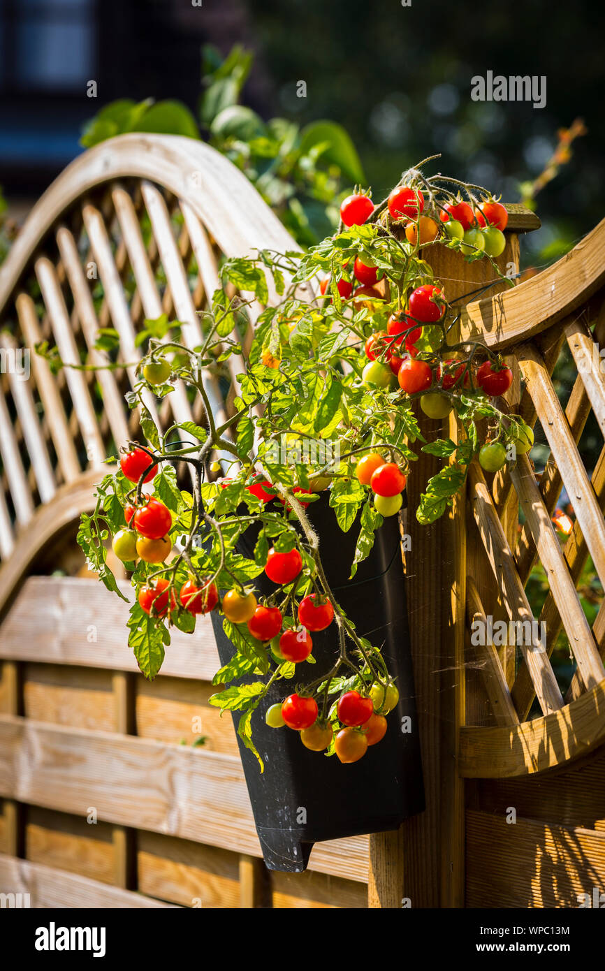 Tomaten wachsen in einem Container an einen Gartenzaun befestigt. Stockfoto