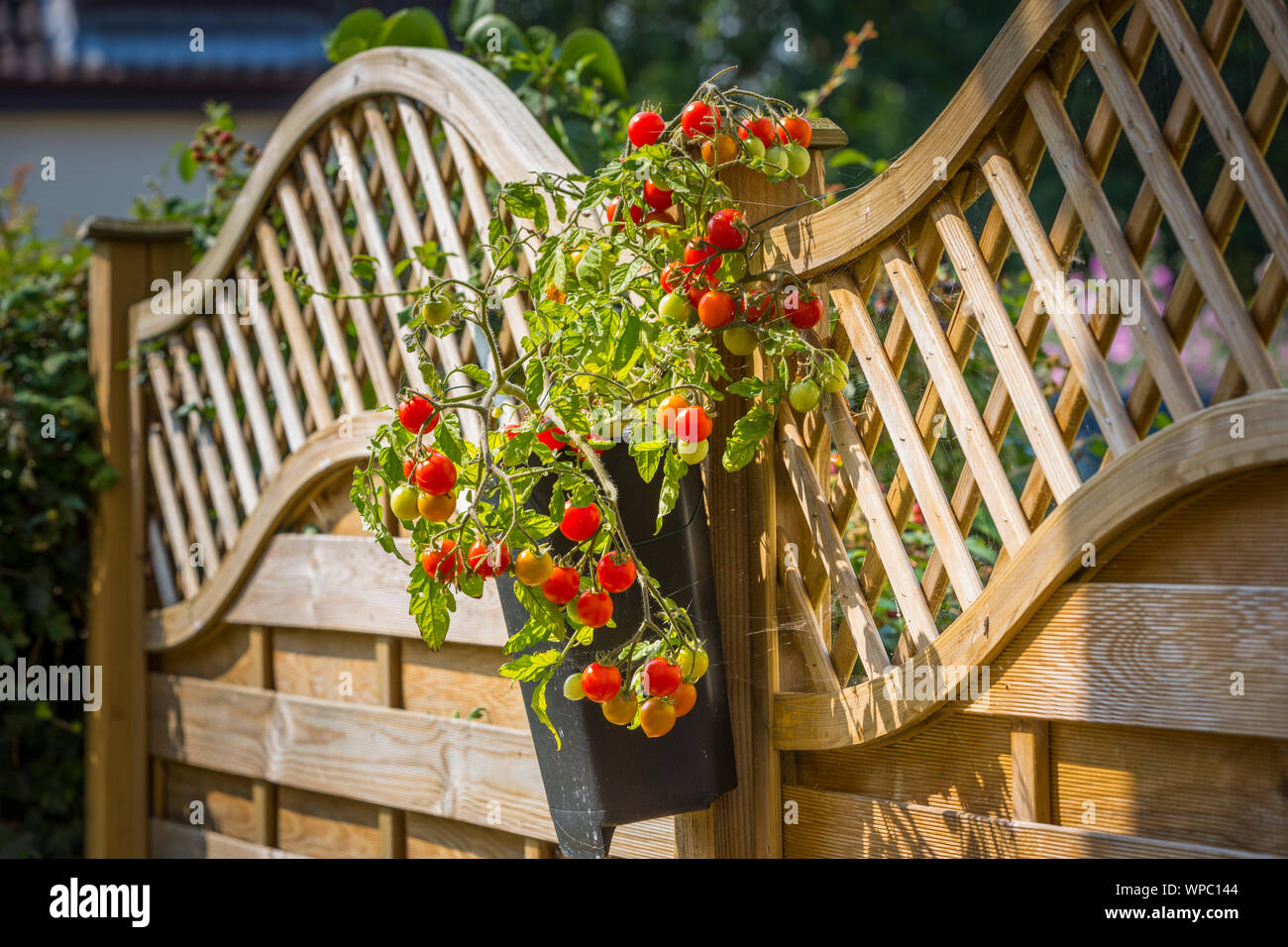 Tomaten wachsen in einem Container an einen Gartenzaun befestigt. Stockfoto