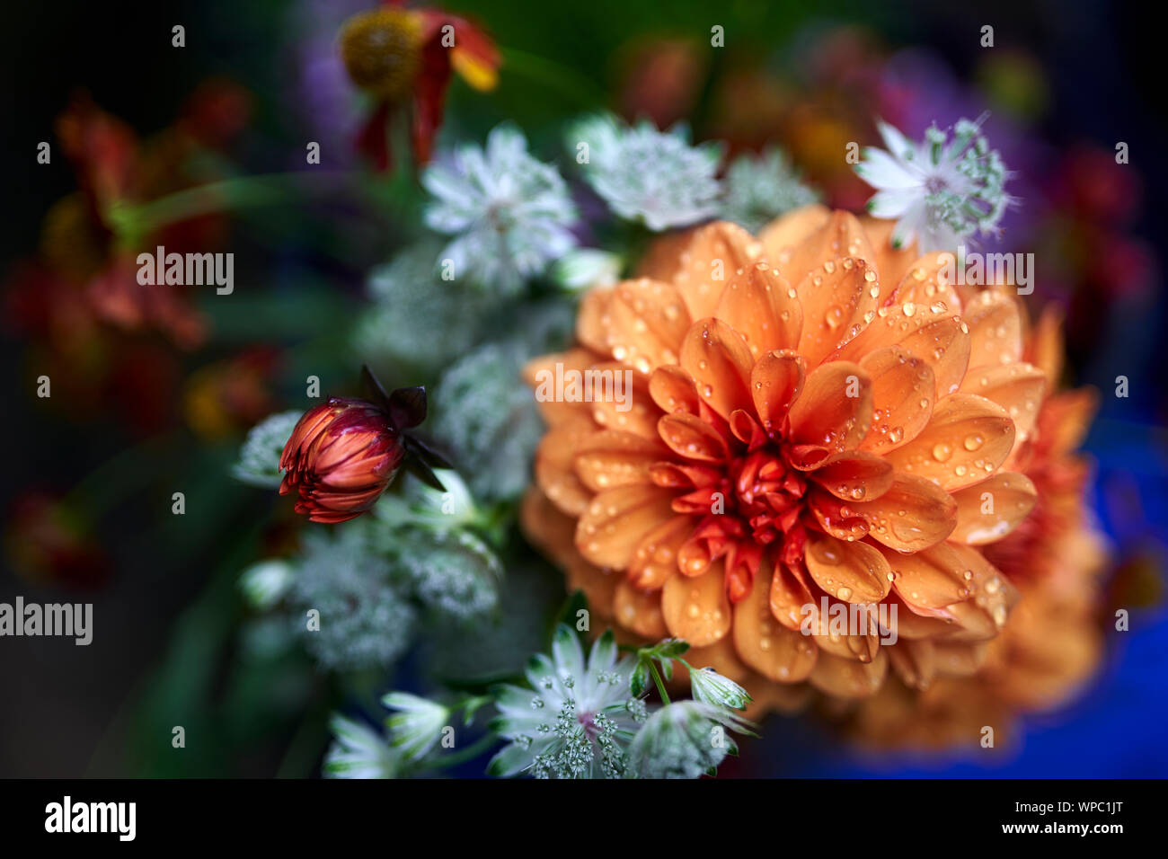 Pfirsichfarbene Dahlia mit Regentropfen Stockfoto