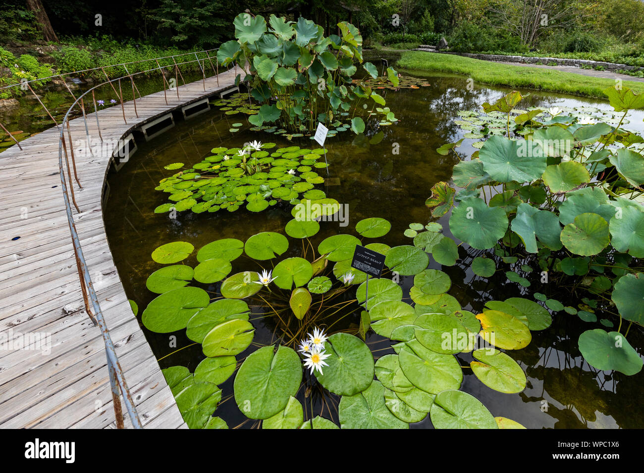 Makino botanische Garten wurde geschaffen, um die achivement von Dr Tomitaro Makino, der Vater der Taxonomie in Japan zu ehren. Zusätzlich zu den riesigen Gard Stockfoto