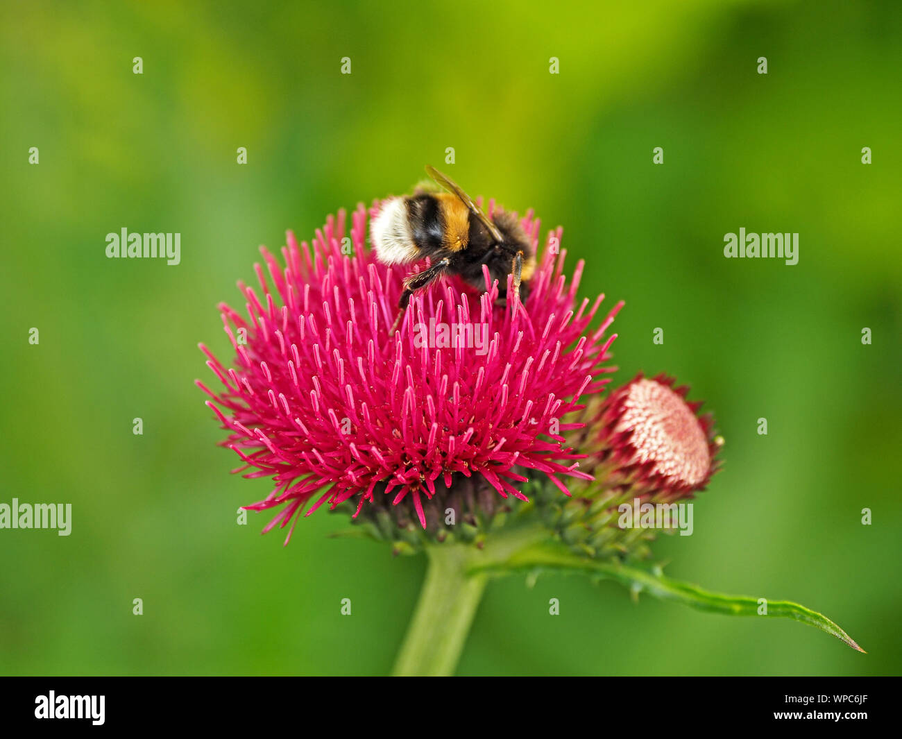 White-tailed Hummel (Bombus lucorum Komplex) auf rote Blume von Zierpflanzen thistle Cirsium rivulare 'Atropurpureum' in einem Garten in Cumbria, England, Großbritannien Stockfoto