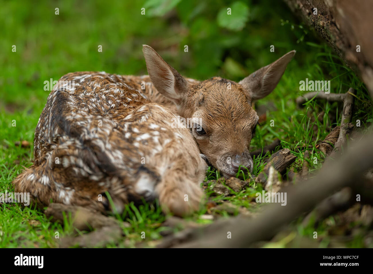 Damwild fawn. Neu geborene Tier in der Natur Stockfoto