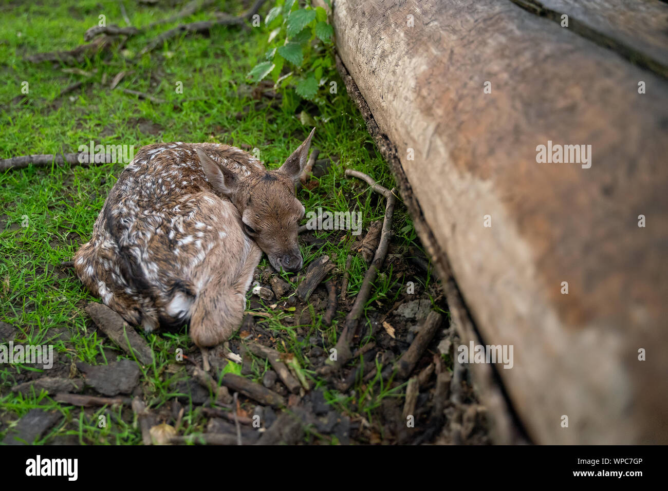 Gerade geboren Damwild Reh neben dem Baumstamm Stockfoto