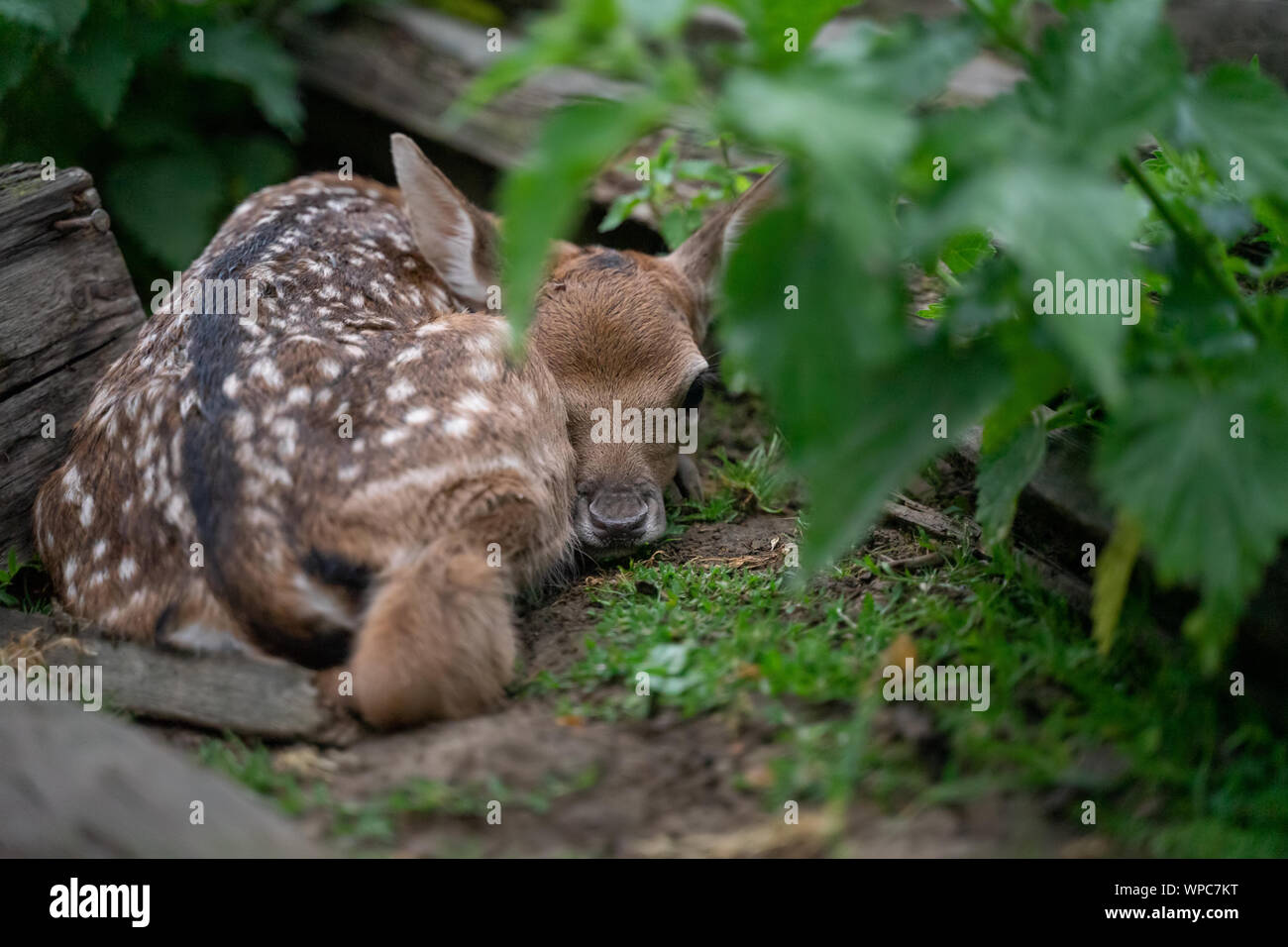 Versteckte Damwild fawn in der Natur Stockfoto