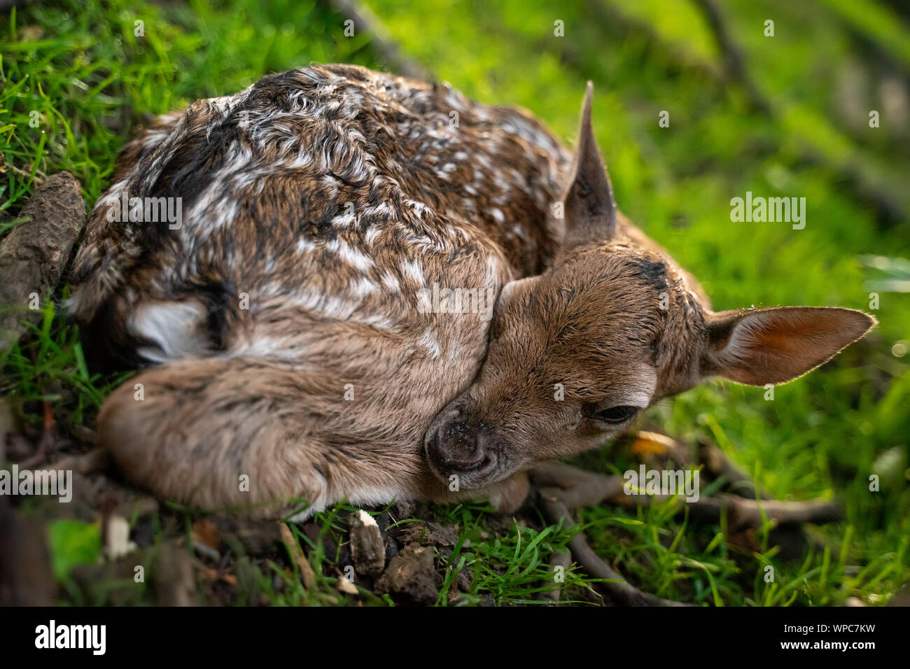 Cute Damwild fawn. Close-up baby Tier. Adorable neugeborenes Rehkitz. Stockfoto