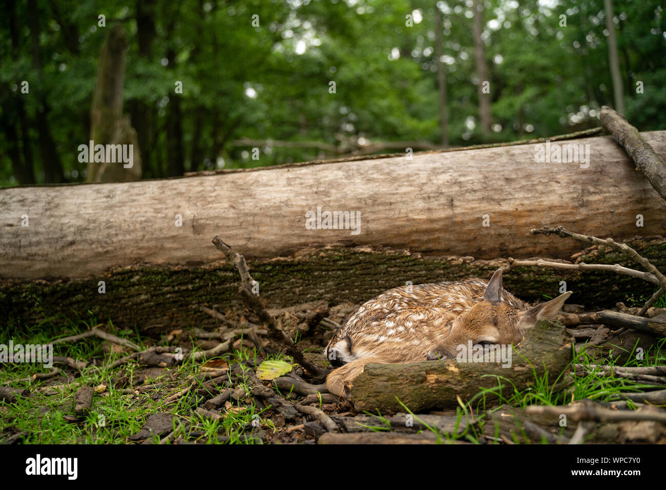 Neugeborene Damhirsche fawn versteckt neben dem Baumstamm und gefallenen Niederlassungen mit Wald im Hintergrund Stockfoto