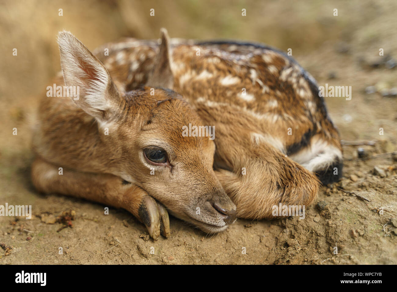 Damwild fawn eingerollt aus der Nähe ansehen. Dama Dama Stockfoto
