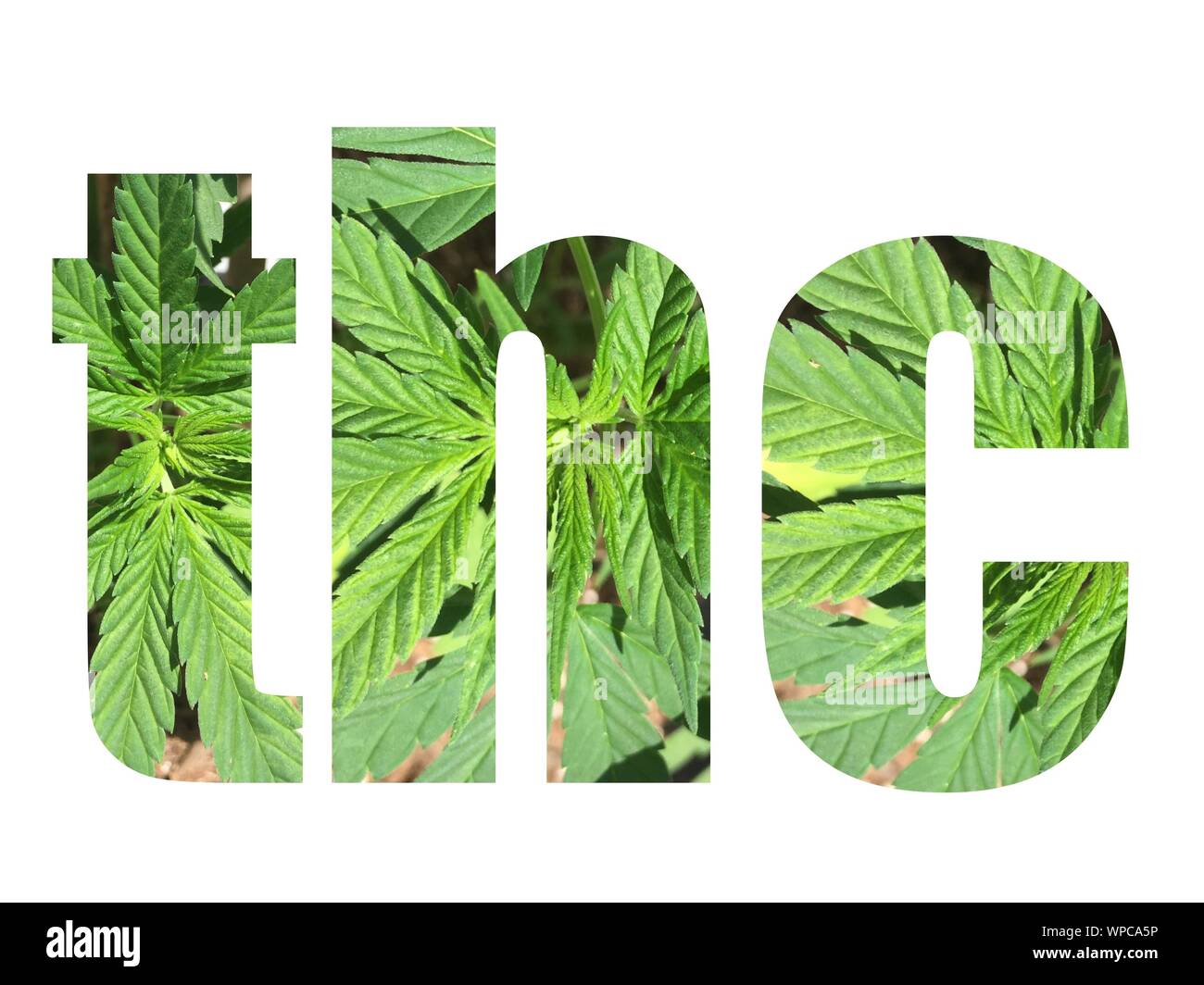 THC Typografie mit Cannabis Blätter in Text Stockfoto