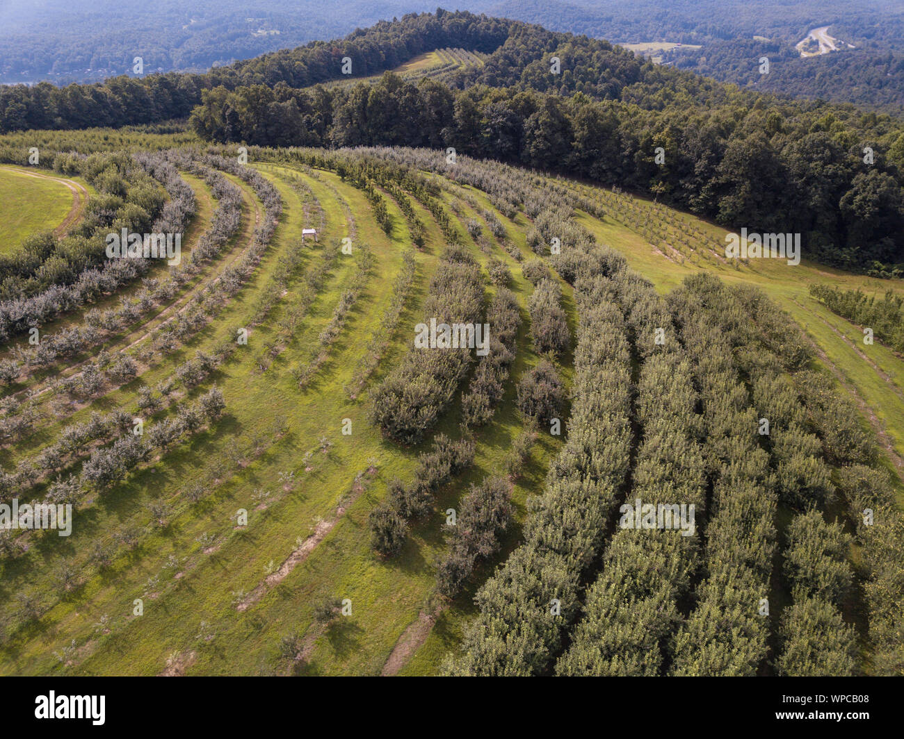 Luftaufnahme von Apple Orchard in der Nähe von Saluda und Asheville, North Carolina. Stockfoto