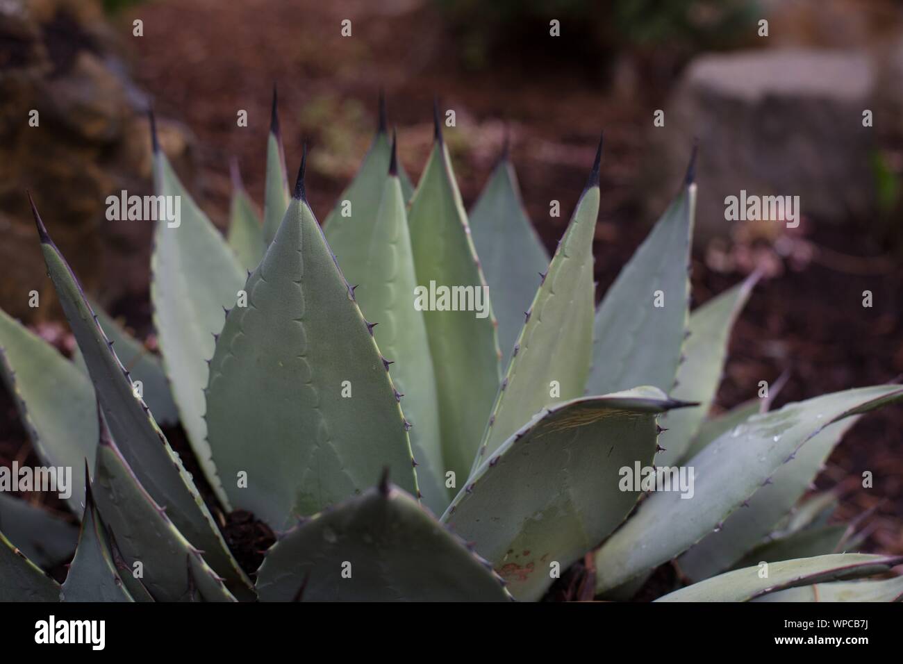 Agave havardiana. Stockfoto Agave havardiana. Stockfoto