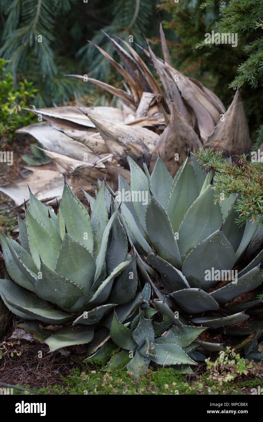 Agave havardiana. Stockfoto Agave havardiana. Stockfoto