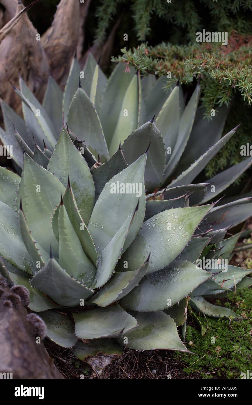 Agave havardiana. Stockfoto Agave havardiana. Stockfoto