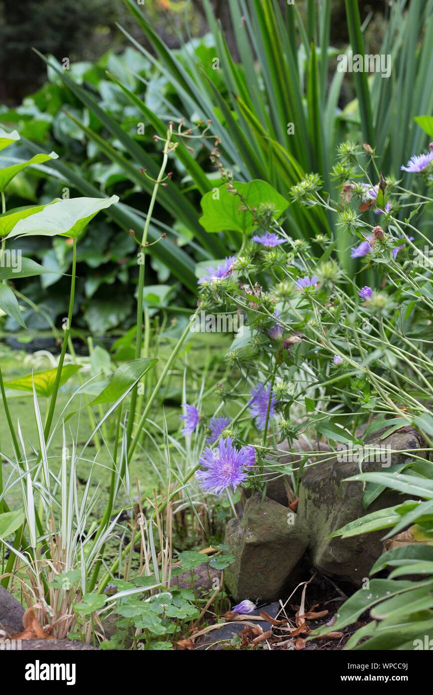 Stokesia laevis 'Peachie's Pick' - Stoke Aster. Stockfoto