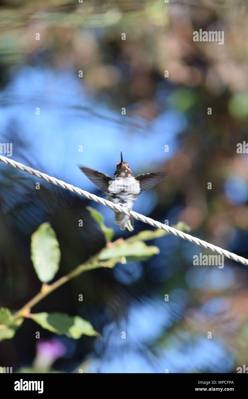 Hummingbird im Flug verschwommenen Hintergrund Stockfoto