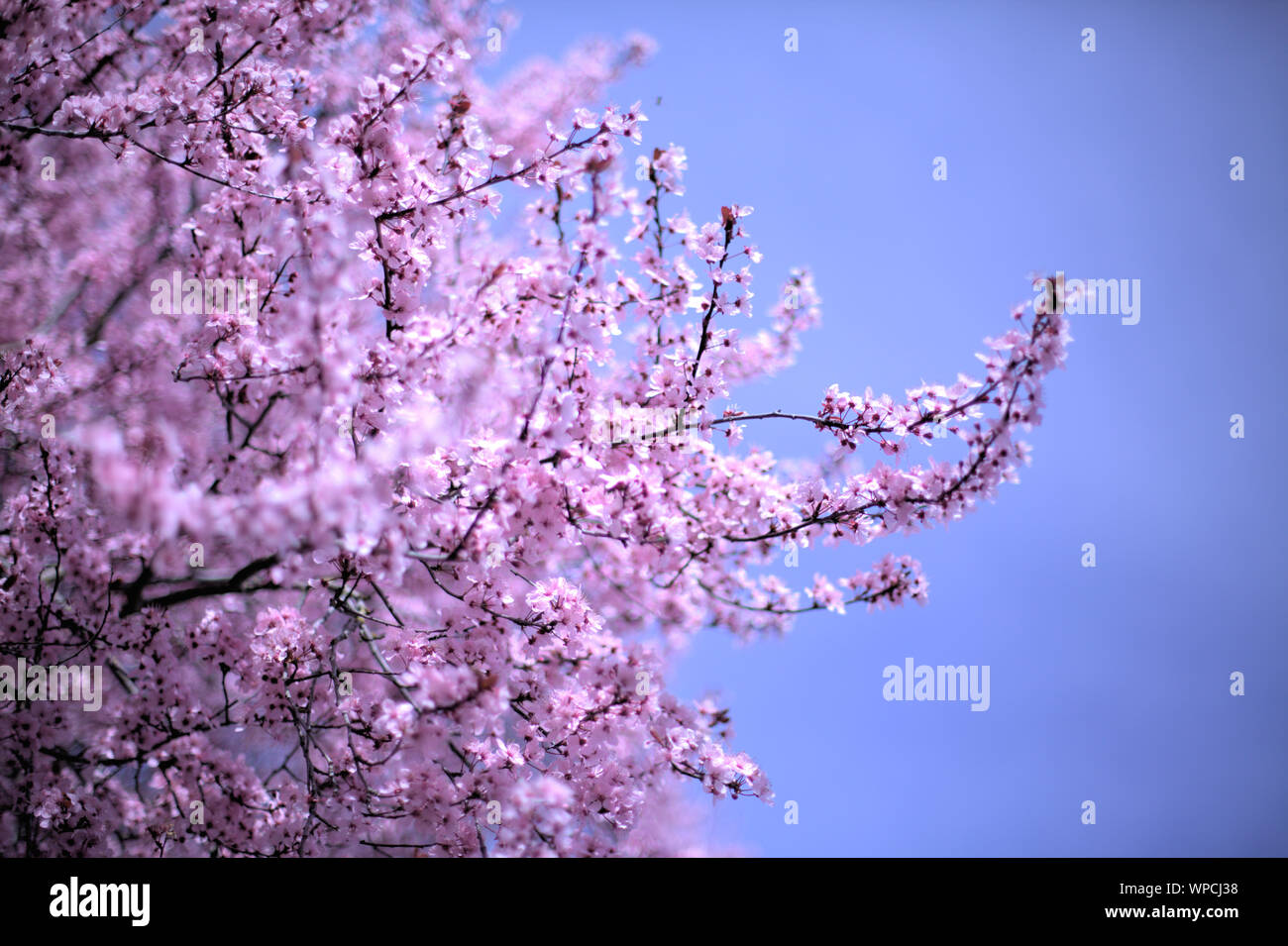 Viele rosa Kirschblüte Blumen und dunklen Zweige im Frühjahr auf dunkelblauem Hintergrund in Wilsonville, Oregon, USA Stockfoto