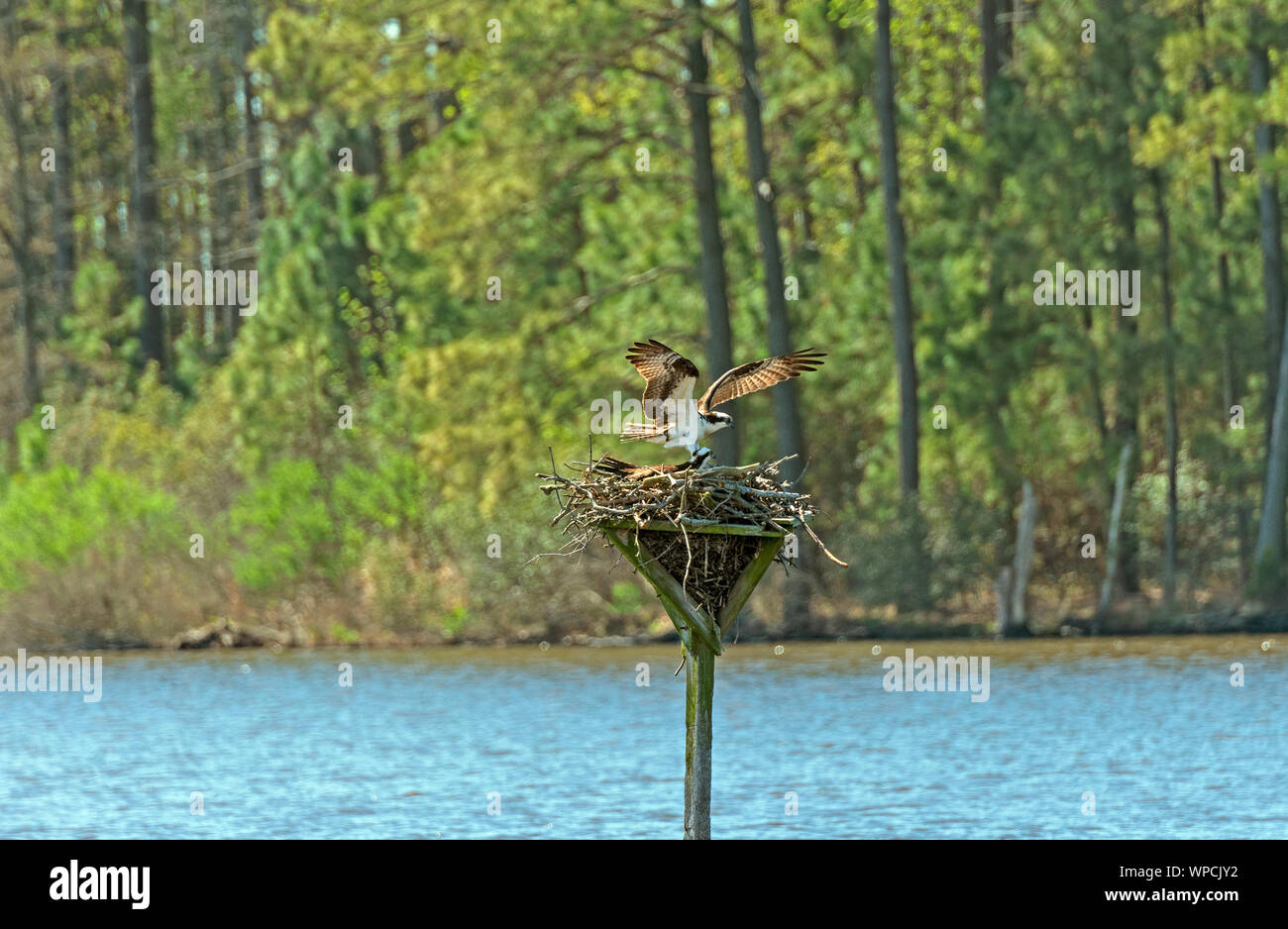 Osprey für eine Landung auf seinem Nest in der Blackwater National Wildlife Refuge in Maryland Stockfoto