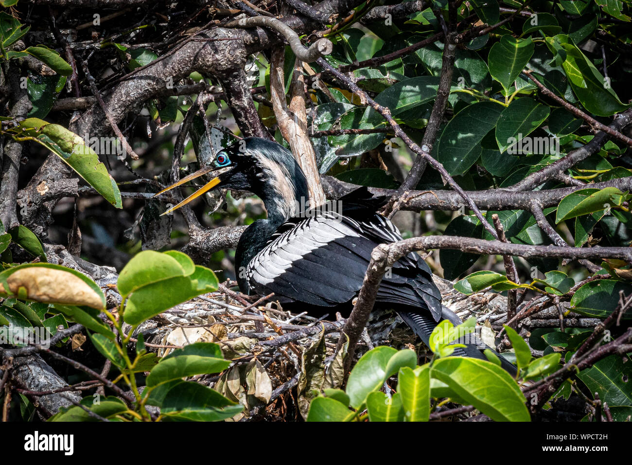 Anhinga an Wakodahahtchee Feuchtgebiete auf einem Nest Stockfoto