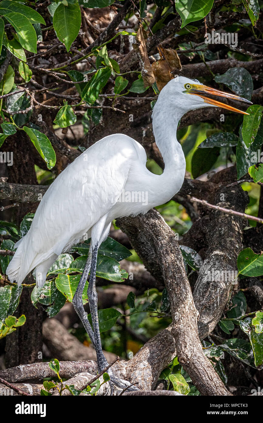 Große Egrett mit einer Haltung Stockfoto